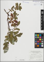 Foto von Salix hastata L.